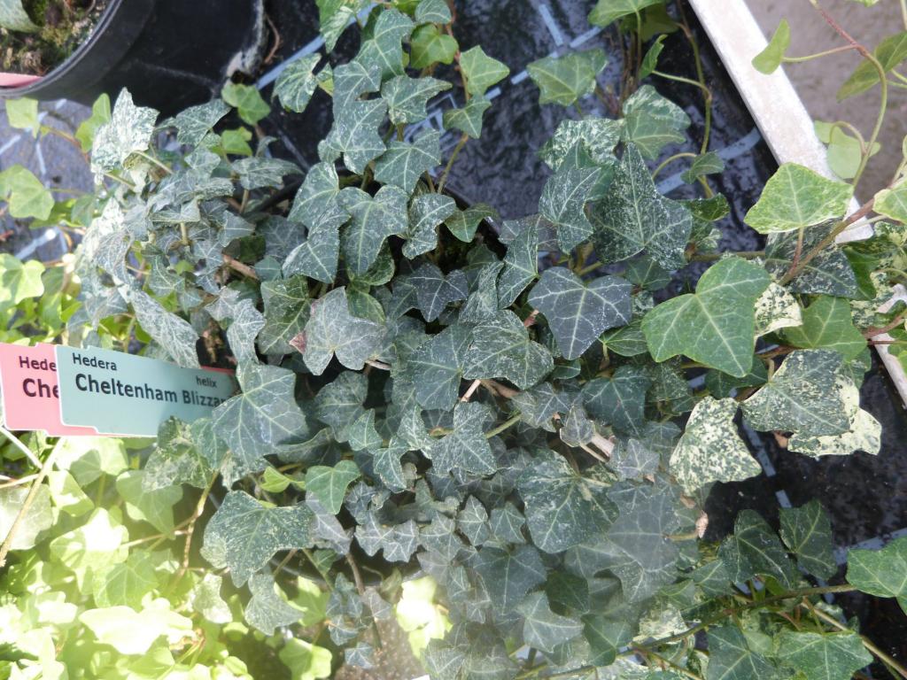 Hedera helix 'Chelthenam Blizzard'