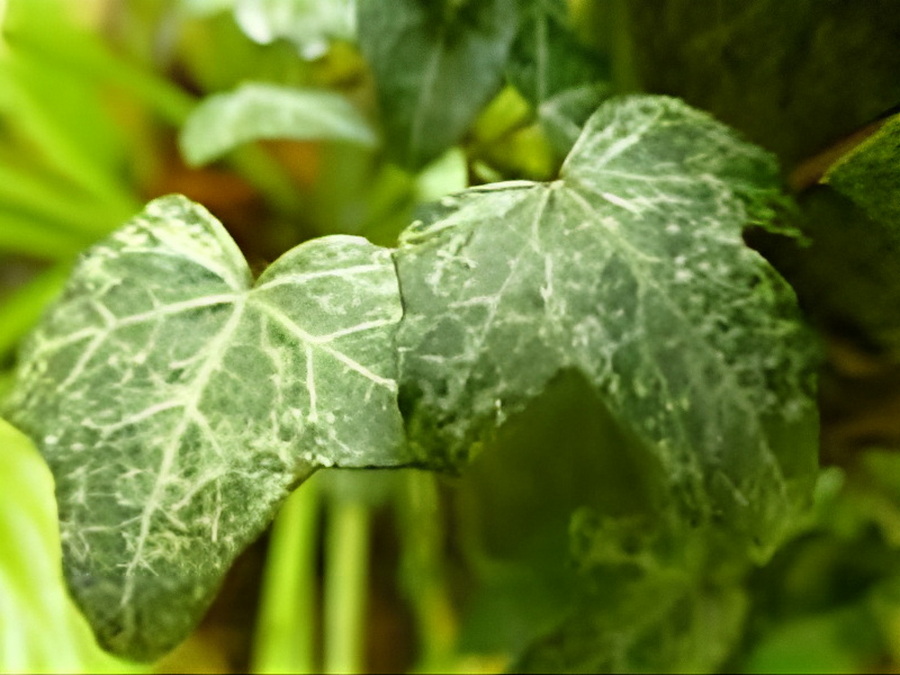 Hedera helix 'Chelthenam Blizzard' - Ornemental Ivy - Image 4