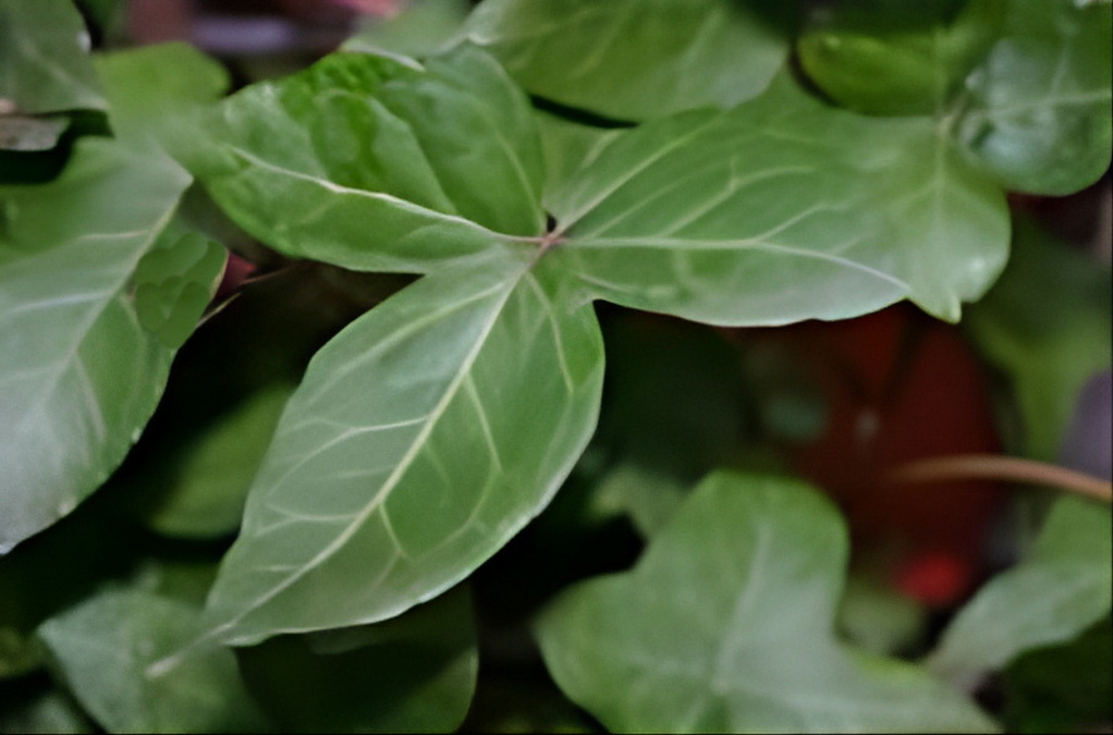 Hedera helix 'Fleur de lys'