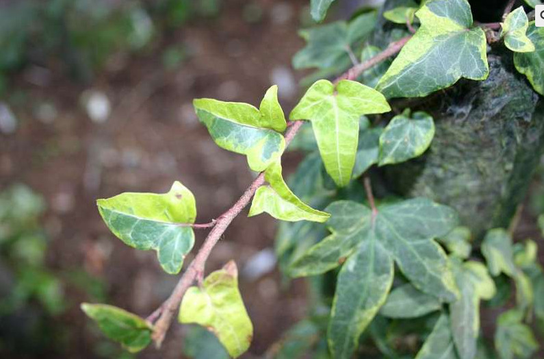 Hedera helix 'Goldcraft'