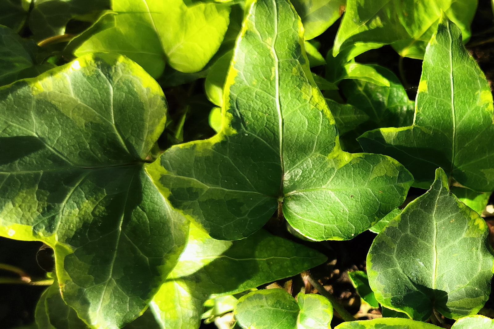 Hedera helix 'Goldcraft' - Ornemental Ivy - Image 2