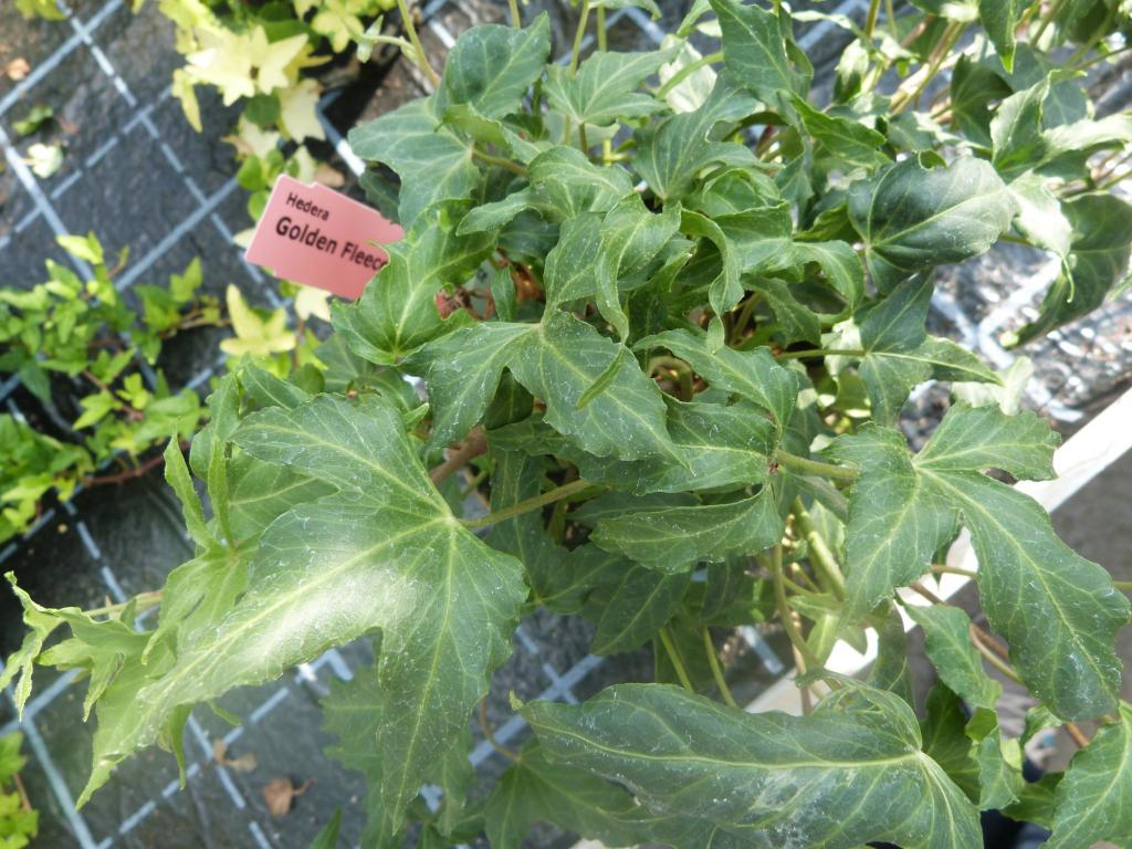 Hedera helix 'Golden Fleece'