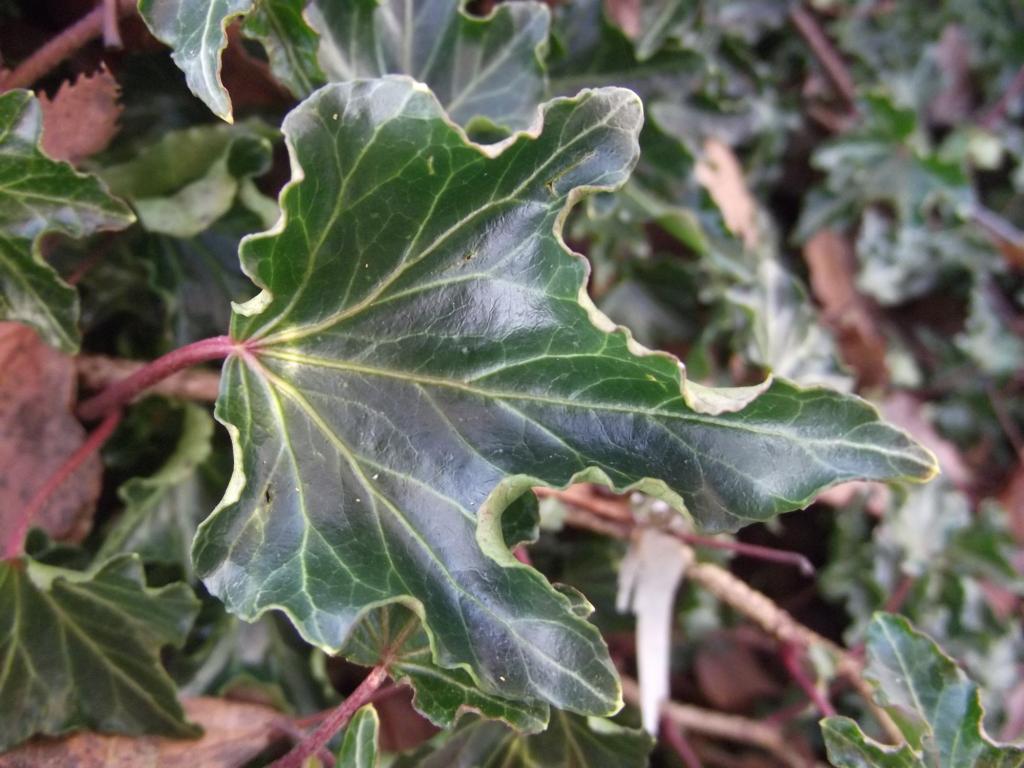 Hedera helix 'Ivalace'