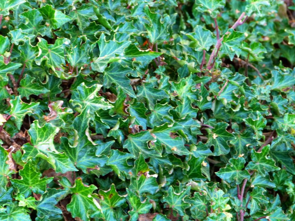 Hedera helix 'Ivalace'